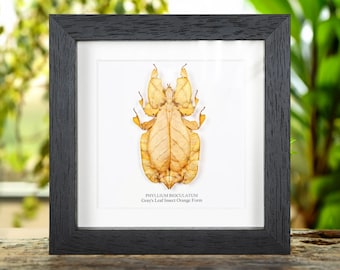 Gray's Leaf Insect Orange Form in Box Frame (Phyllium bioculatum)