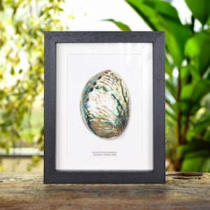 Rainbow Abalone Shell In Box Frame (Haliotis pulcherrima)