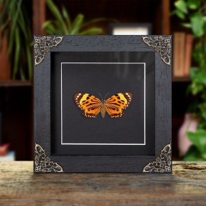 May include: A framed butterfly specimen with orange and black wings, displayed in a black frame with ornate gold corners.