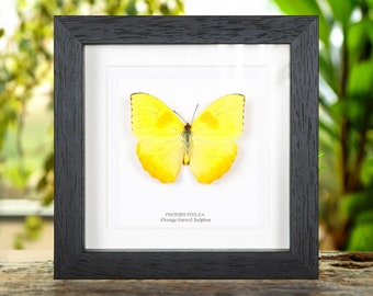 Orange-barred Sulphur Butterfly in Box Frame (Phoebis philea)