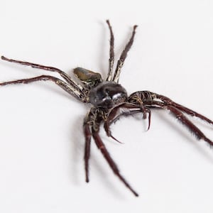 Worlds Largest Giant Jumping Spider In Box Frame (Hyllus giganteus) image 3