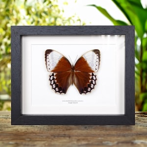 The Jungle Queen Butterfly in Box Frame (Stichophthalma louisa)
