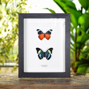 Red Flasher Pair in Box Frame (Panacea prola)