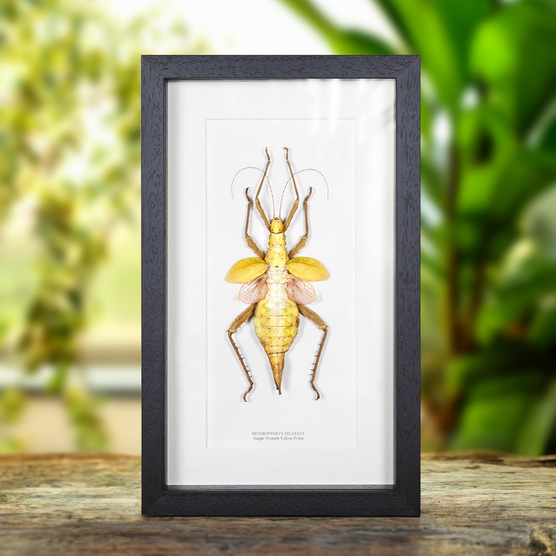 Heteropteryx Dilatata - Etsy