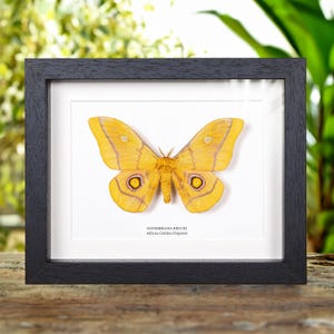 May include: A framed display featuring a preserved African Golden Emperor moth. The moth has yellow wings with brown markings and eye-like spots. The black frame surrounds a white mat, with text at the bottom.