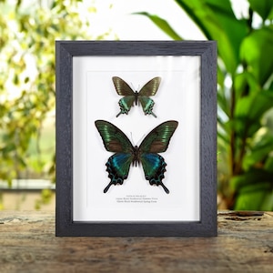 Alpine Black Swallowtail Spring &amp; Summer Form Butterfly Pair (Papilio maackii)