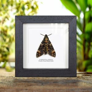 May include: A framed Death's Head Hawk Moth, Achernotia Atropos, with a black frame. The moth has a distinctive skull-like marking on its thorax and is displayed on a white background. The frame is square and sits on a wooden surface.