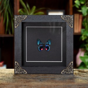 Necyria duellona Butterfly In Baroque Style Frame