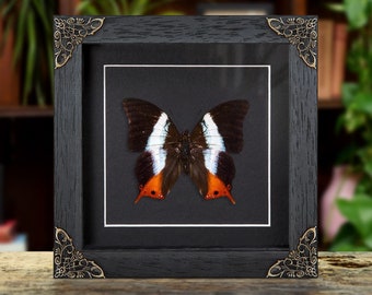 Violet-banded Palla In Baroque Style Box Frame (Palla violinitens)