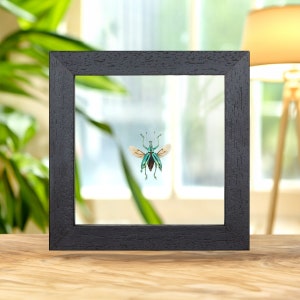 Striped Blue Weevil Beetle In Clear Glass Frame (Eupholus cuvieri)