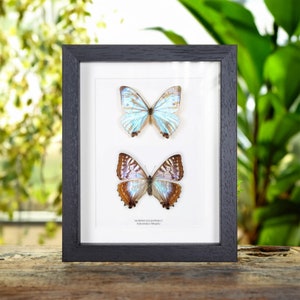 Sulkowsky's Morpho Male & Female Butterfly in Box Frame (Morpho sulkowskyi)