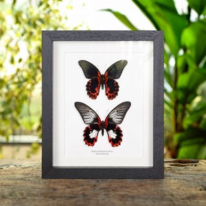 Scarlet Mormon Male &amp; Female Pair Box Frame (Papilio rumanzovia)