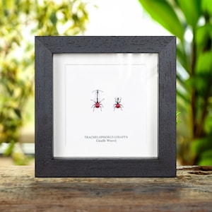 May include: Two framed giraffe weevils, Trachelophorus giraffa, with red bodies and black legs, on a white background with the text "Trachelophorus giraffa Giraffe Weevil".