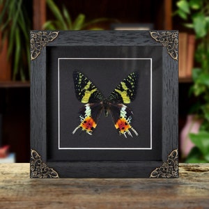 Madagascan Sunset Moth In Baroque Style Frame (Chrysiridia rhipheus)