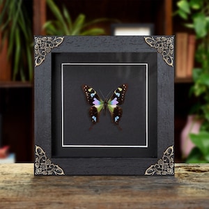 Purple Mountain Swallowtail in Baroque Style Frame (Graphium weiskei arfakensis)