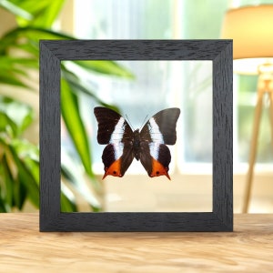 Violet-banded Palla In Clear Glass Frame (Palla violinitens)