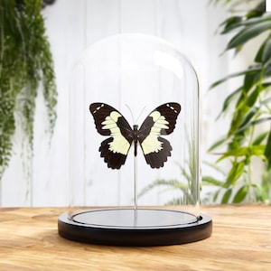 Papilio euchenor In Glass Dome From Papua New Guinea