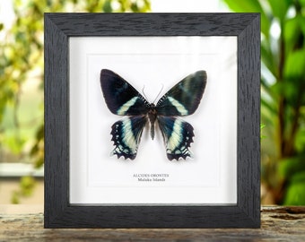 Alcides orontes Moth in Box Frame from Maluku islands