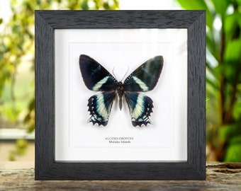 Alcides orontes Moth In Box Frame from Maluku islands
