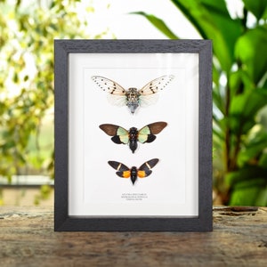May include: A framed display of three cicada specimens, including a white and brown cicada, a green and black cicada, and an orange and black cicada. The frame is black and the background is white. The text on the frame reads "Aethella spicearlis,  Trengganua styvella,  Vietnam 2015."