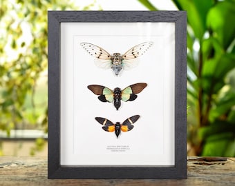 Cicada Trio In Box Frame