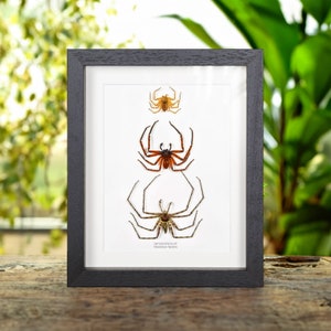 Arañas cazadoras en marco de caja (Heteropoda sp) imagen 1