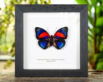 Puede incluir: Un espécimen de mariposa enmarcado en un marco de madera negro. La mariposa tiene alas rojas y azules vibrantes con bordes negros. El texto "AGRIAS BEATIFICA X AGRIAS CLAUDINA Agrias Hybrid" está impreso debajo.