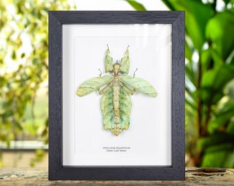 Giant Leaf Insect with Wings Spread In Box Frame (Phyllium giganteum)
