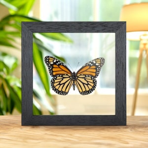 Female Monarch Butterfly Ventral Side In Clear Glass Box Frame (Danaus plexippus)