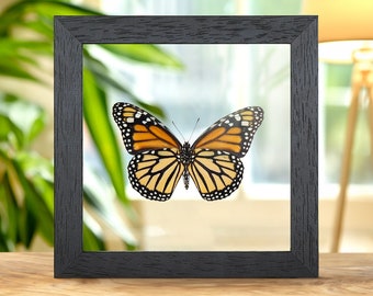 Female Monarch Butterfly Ventral Side in Clear Glass Box Frame (danaus ...