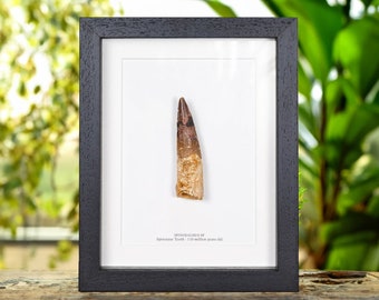 Spinosaur Dinosaur Tooth Fossil Medium (Spinosaurus sp)