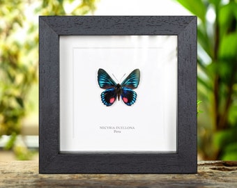 Puede incluir: Un espécimen de mariposa enmarcado con alas azules y negras y manchas rosadas. La mariposa está etiquetada como "Necyria Duelllona Perú".