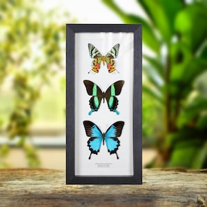Butterfly &amp; Moth Trio in Box Frame