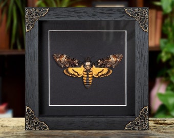 Death's Head Moth in Baroque Style Box Frame (Acherontia atropos)