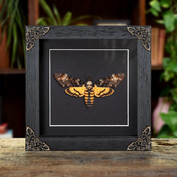 Death's Head Moth in Baroque Style Box Frame (Acherontia atropos)