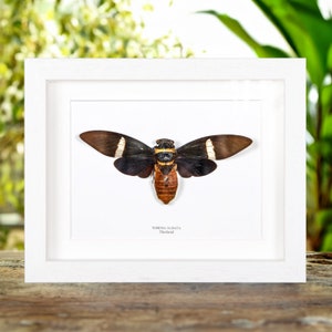 Cicada in Box Frame Tosena albata Bild 2