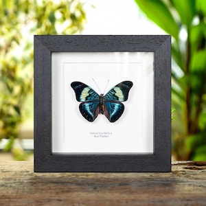 Red Flasher in Box Frame (Panacea prola)