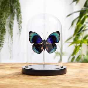 Agrias Butterfly In Glass Dome (Agrias beata beatifica)