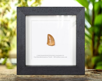 Carcharodontosaurus T-Rex type Dinosaur Tooth Fossil (Carcharodontosaurus saharicus)