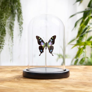 Purple Mountain Swallowtail in Glass Dome with Wooden Base (Graphium weiskei arfakensis)