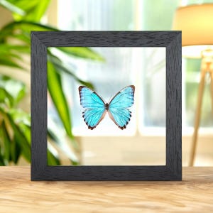 Preserved Butterfly Morpho Portis - Etsy