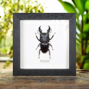Giant Stag Beetle In Box Frame (Dorcus titanus)