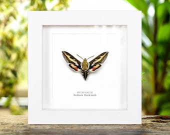 Bedstraw Hawk-moth In Box Frame (Hyles gallii)
