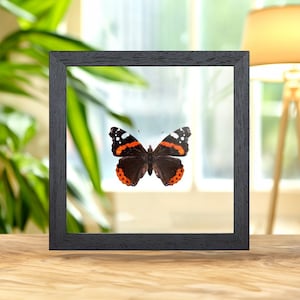 The Red Admiral in Clear Glass Frame (Vanessa atalanta)