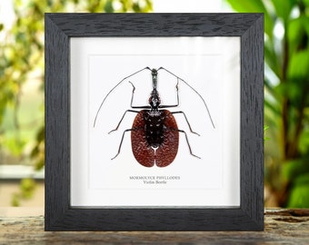 Violin Beetle in Box Frame (Mormolyce phyllodes)