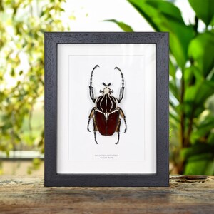 Goliath Beetle In Box Frame (Goliathus goliatus)