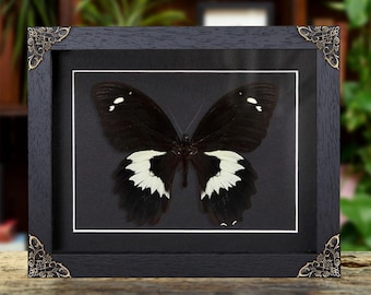 May include: A framed butterfly specimen featuring a large black butterfly with white markings on the lower wings and small white spots on the upper wings. The butterfly is displayed in a black wooden frame with ornate gold corner accents.
