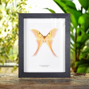Rarely Seen Pink Spirit Moth in Box Frame (Actias rhodopneuma)