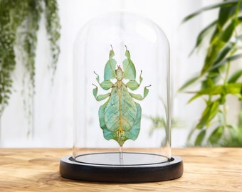 Gray's Leaf Insect in Glass Dome with Wooden Base (Phyllium bioculatum)