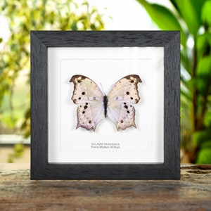 Forest Mother-Of-Pearl Butterfly in Box Frame (Salamis parhassus)